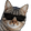 :catKool:
