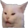 :catwhat: