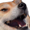 :dogekek: