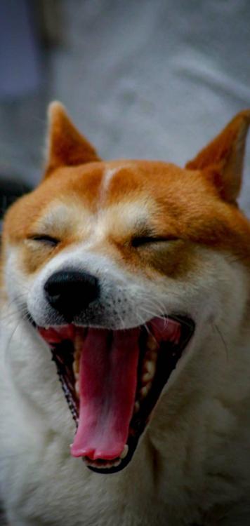 Shiba_inu-40af5c8d-2c4e-4bcb-bc38-cc39a20312eb.thumb.jpg.8e0fe32a55b3346e31891615347de7f1.jpg