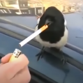 Zejd_King