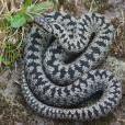 Berus_Vipera