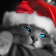 Faris_Brotti.
