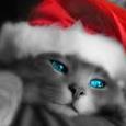 Faris_Brotti
