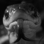 Mamba^
