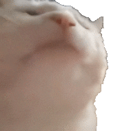 Antišaa