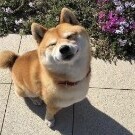 Goldboy