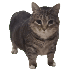 Pepi