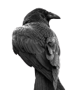 Raven