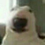 bole_