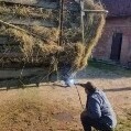 Dzimi.
