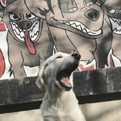 dvasomamilutinsniper