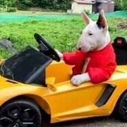 dvasomamilutinsniper