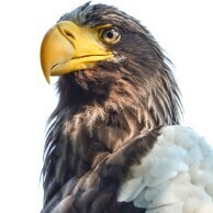 Eagle